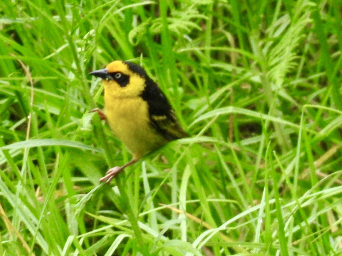 Baglafecht Weaver (Reichenow's) - ML621375430