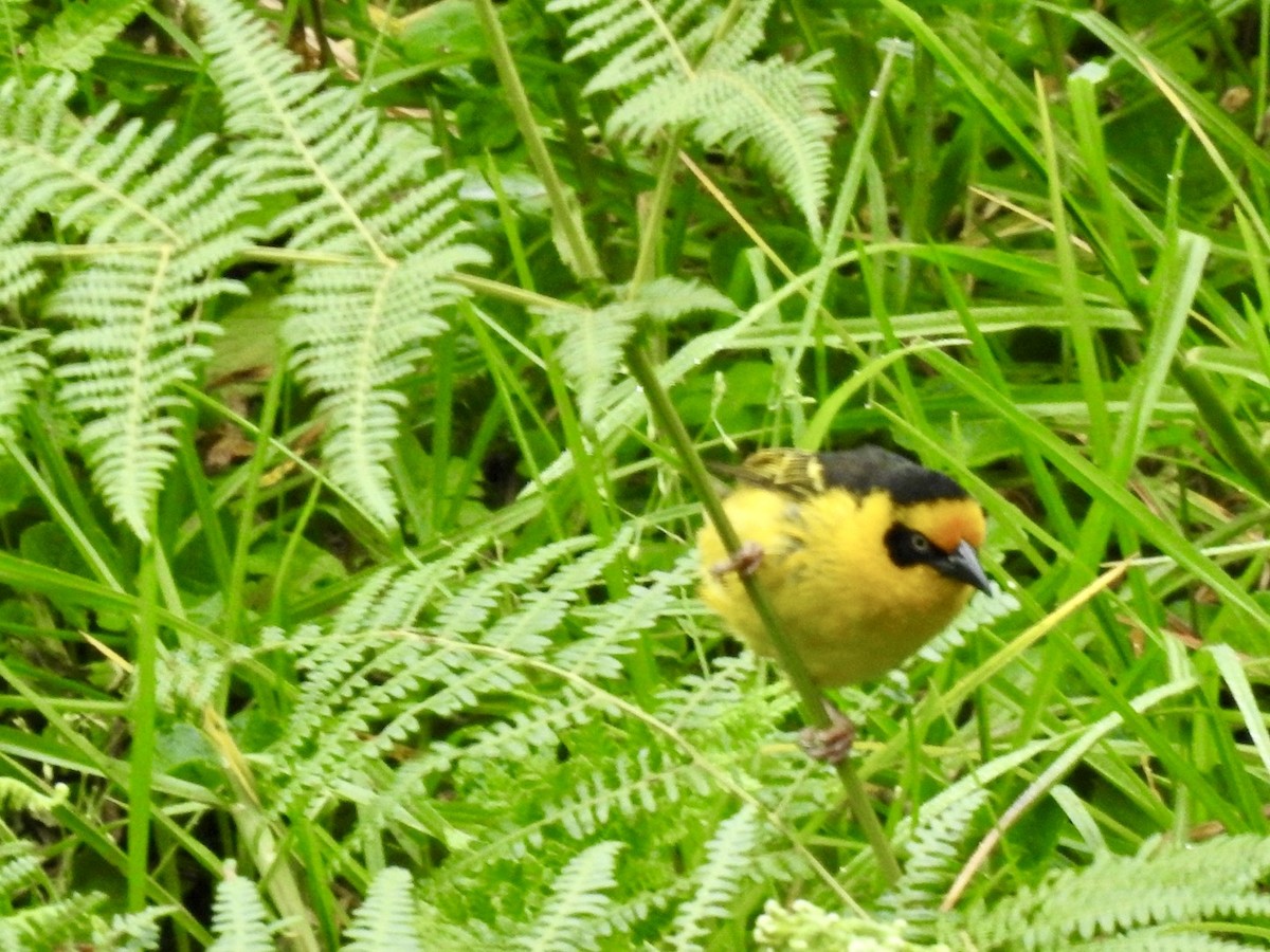 Baglafecht Weaver (Reichenow's) - ML621375432