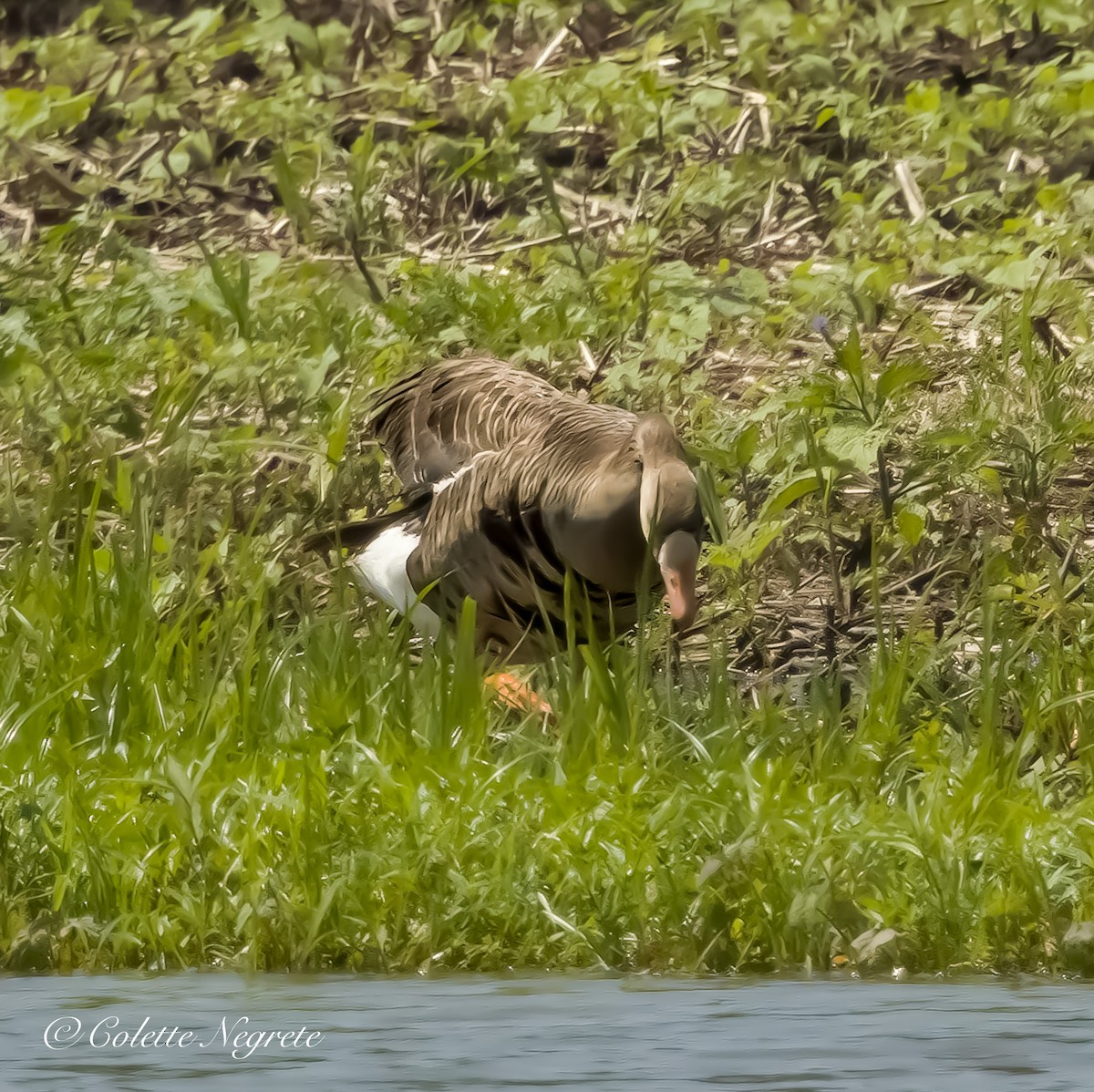 Greater White-fronted Goose - ML621375433