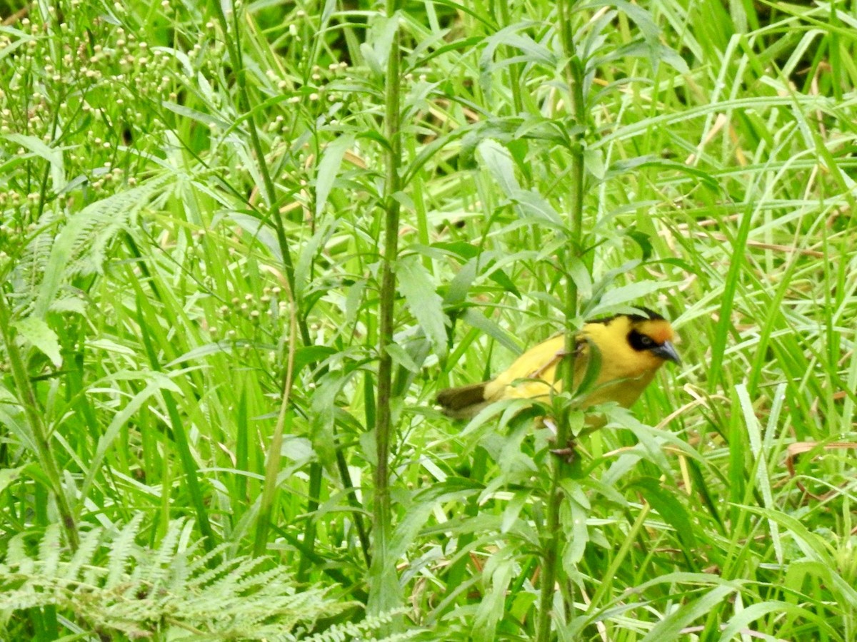 Baglafecht Weaver (Reichenow's) - ML621375434