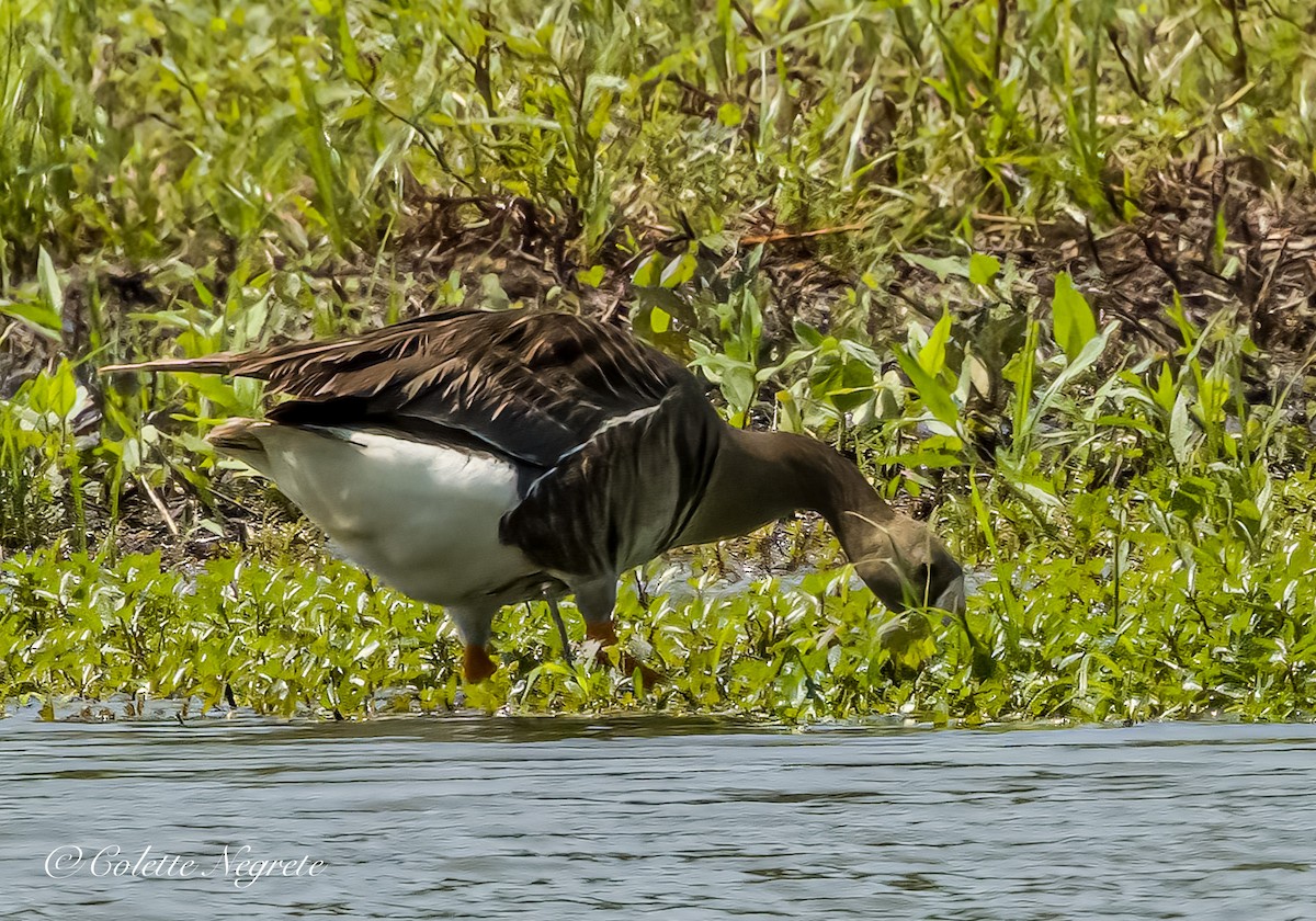 Greater White-fronted Goose - ML621375438