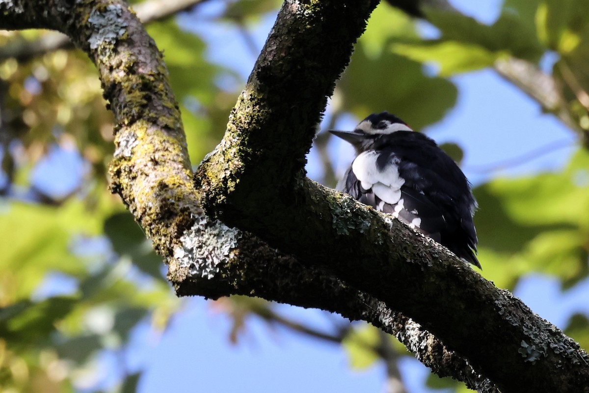 Great Spotted Woodpecker - ML621375441