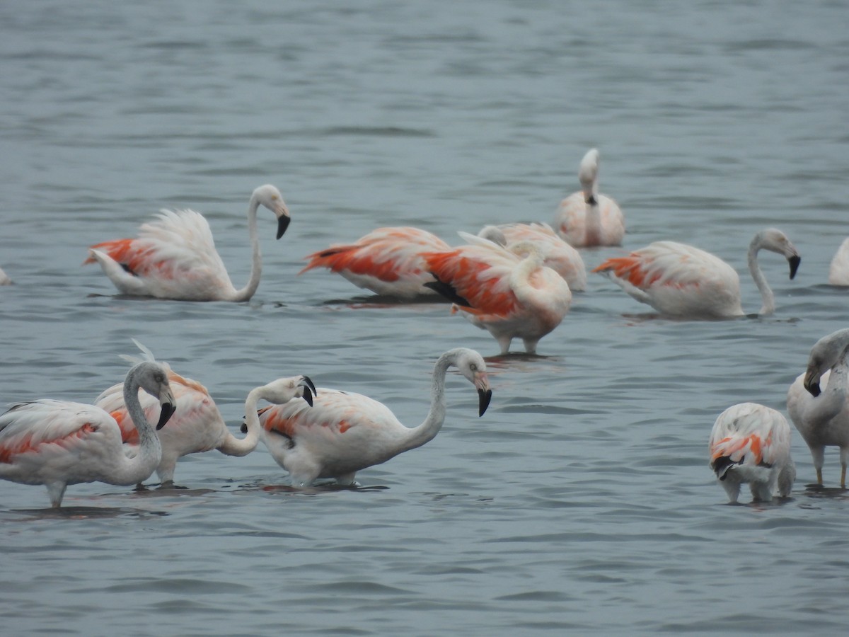 Şili Flamingosu - ML621375448