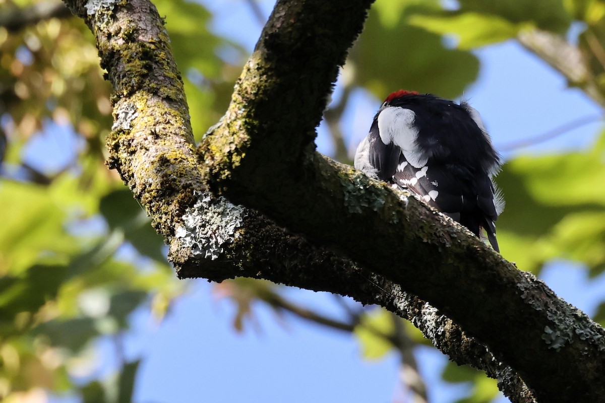 Great Spotted Woodpecker - ML621375451