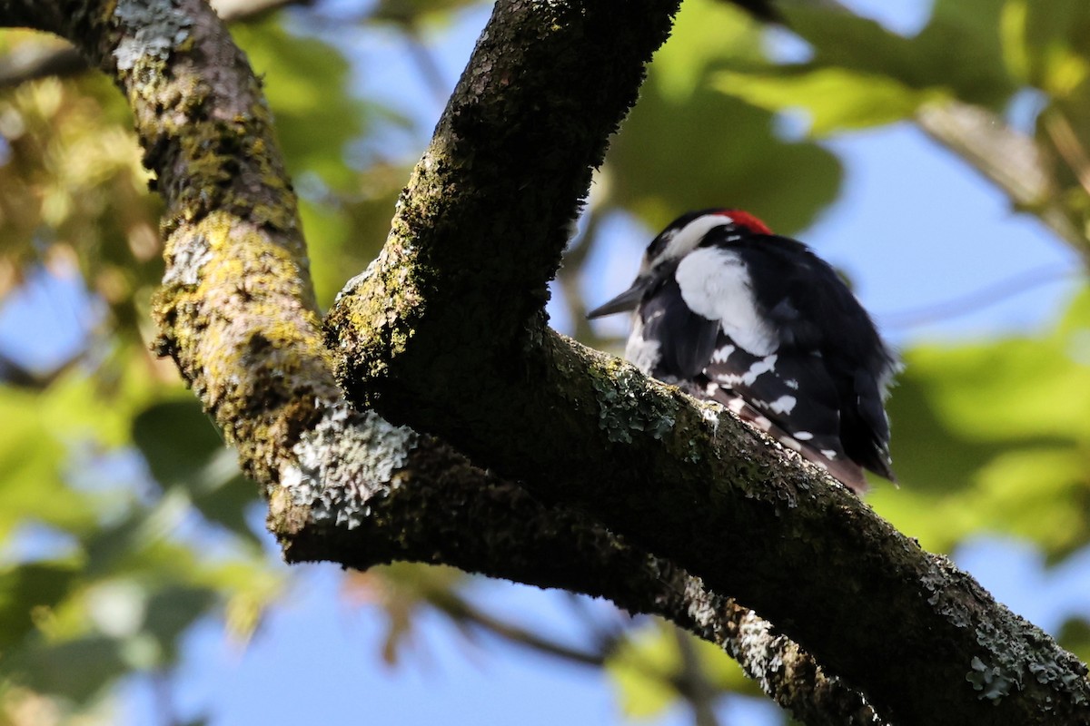 Great Spotted Woodpecker - ML621375454