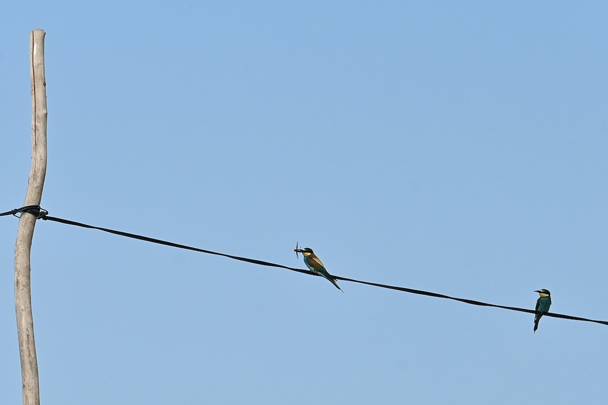 European Bee-eater - ML621375461