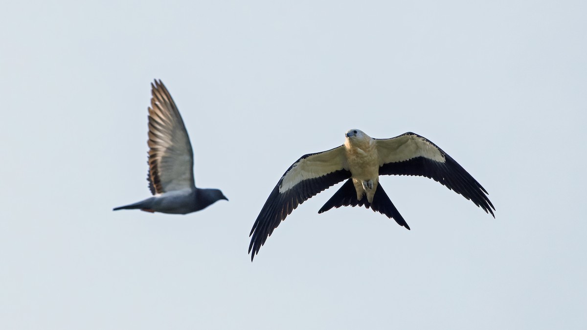 Swallow-tailed Kite - ML621375464