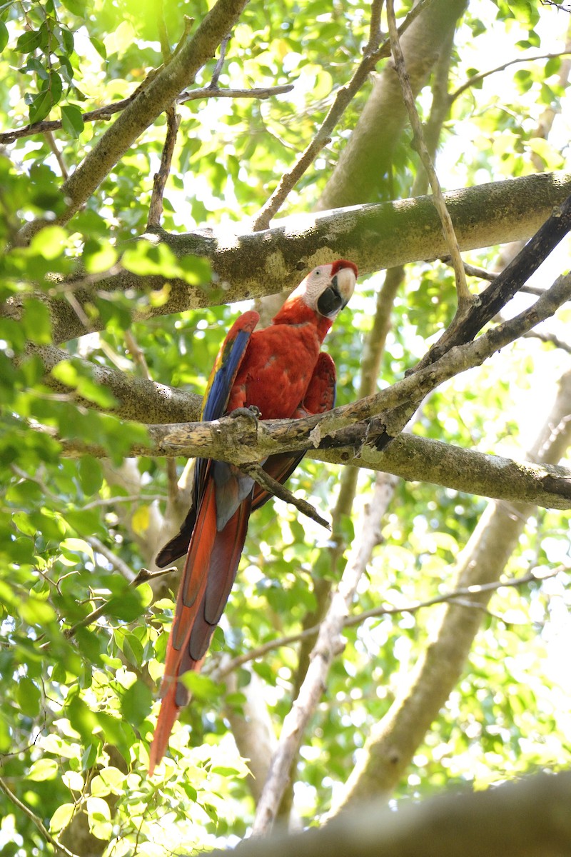 Scarlet Macaw - ML621375562