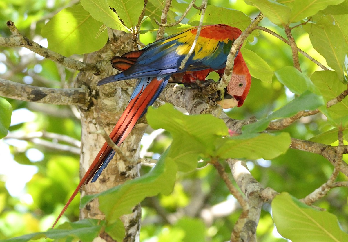Scarlet Macaw - ML621375568