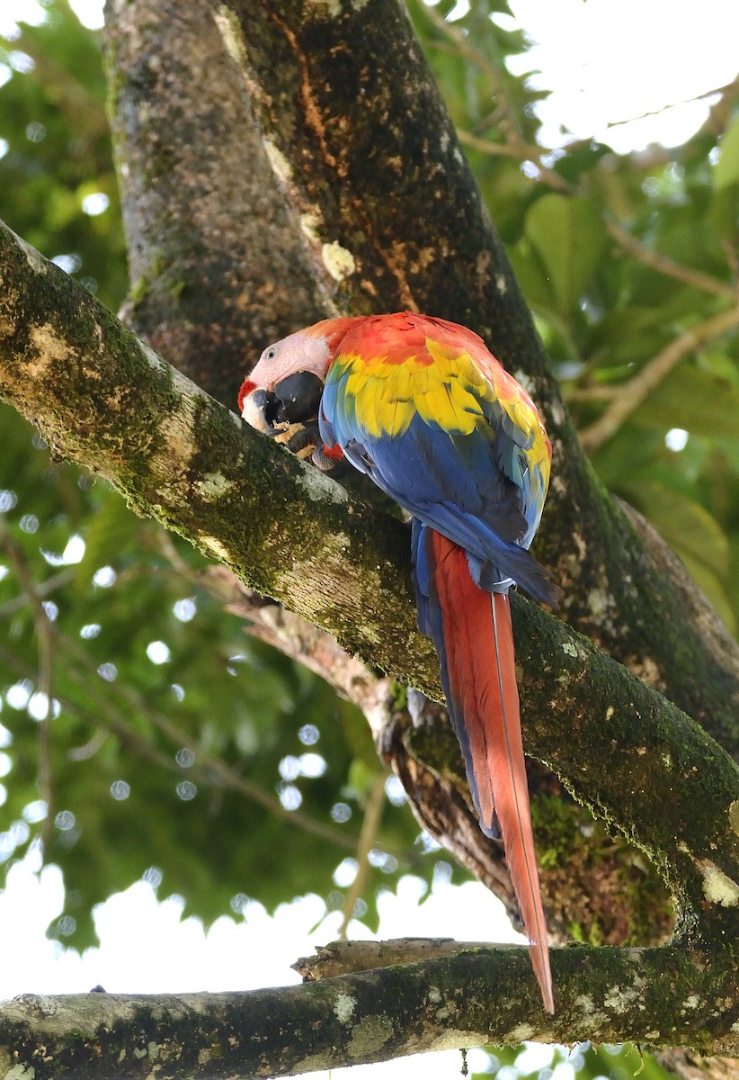 Scarlet Macaw - ML621375571