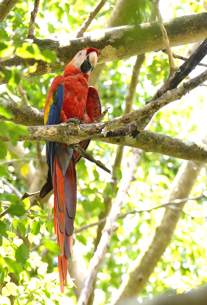 Scarlet Macaw - ML621375572