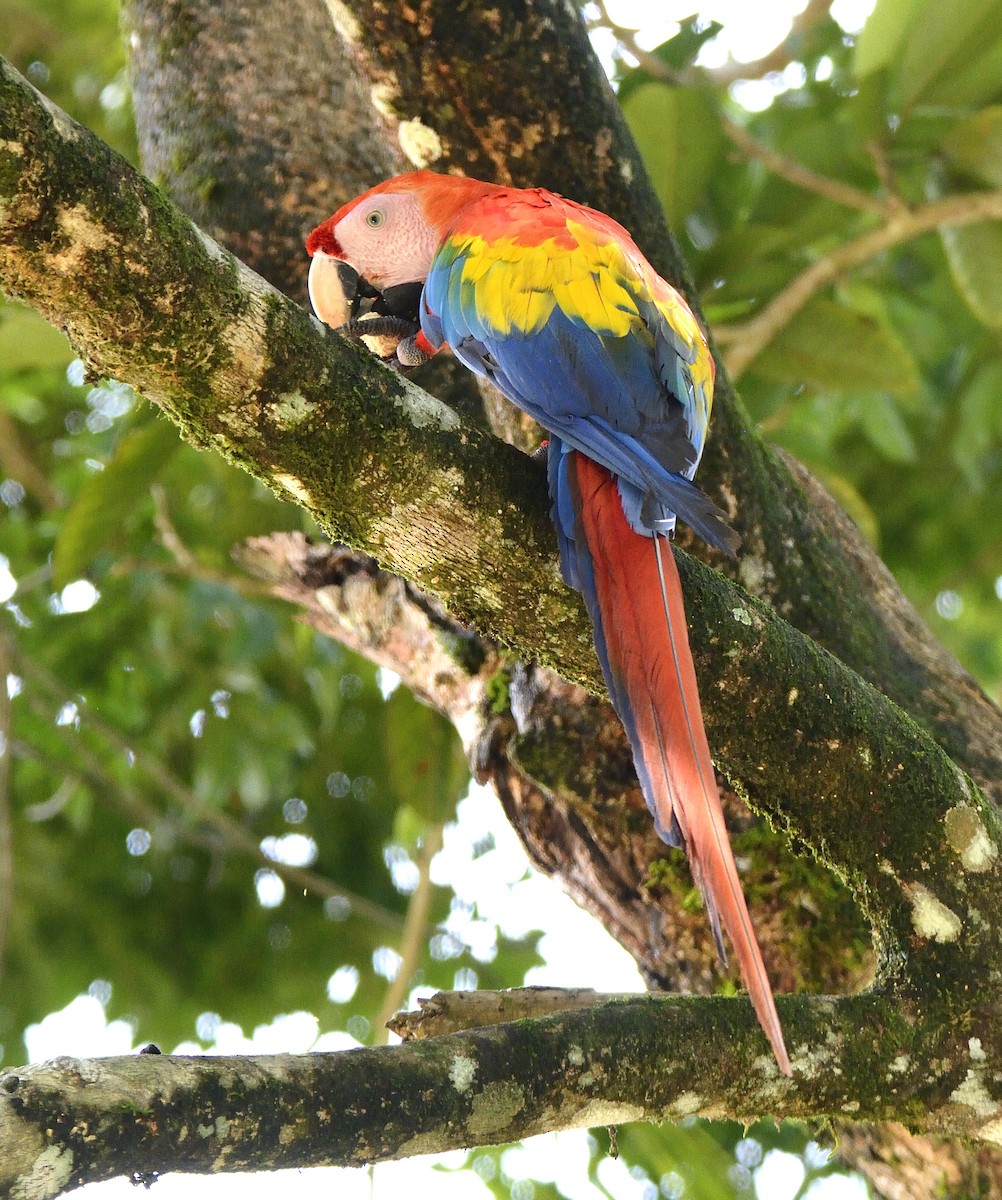 Scarlet Macaw - ML621375573
