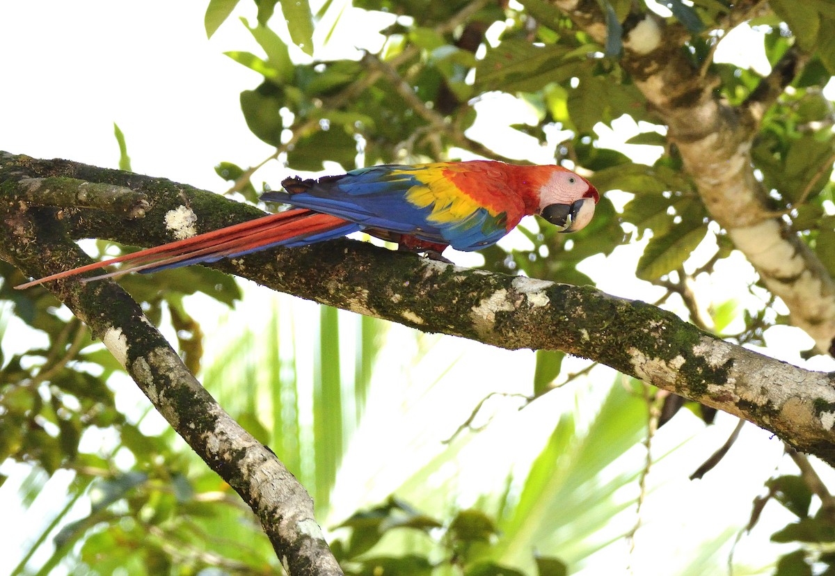 Scarlet Macaw - ML621375574