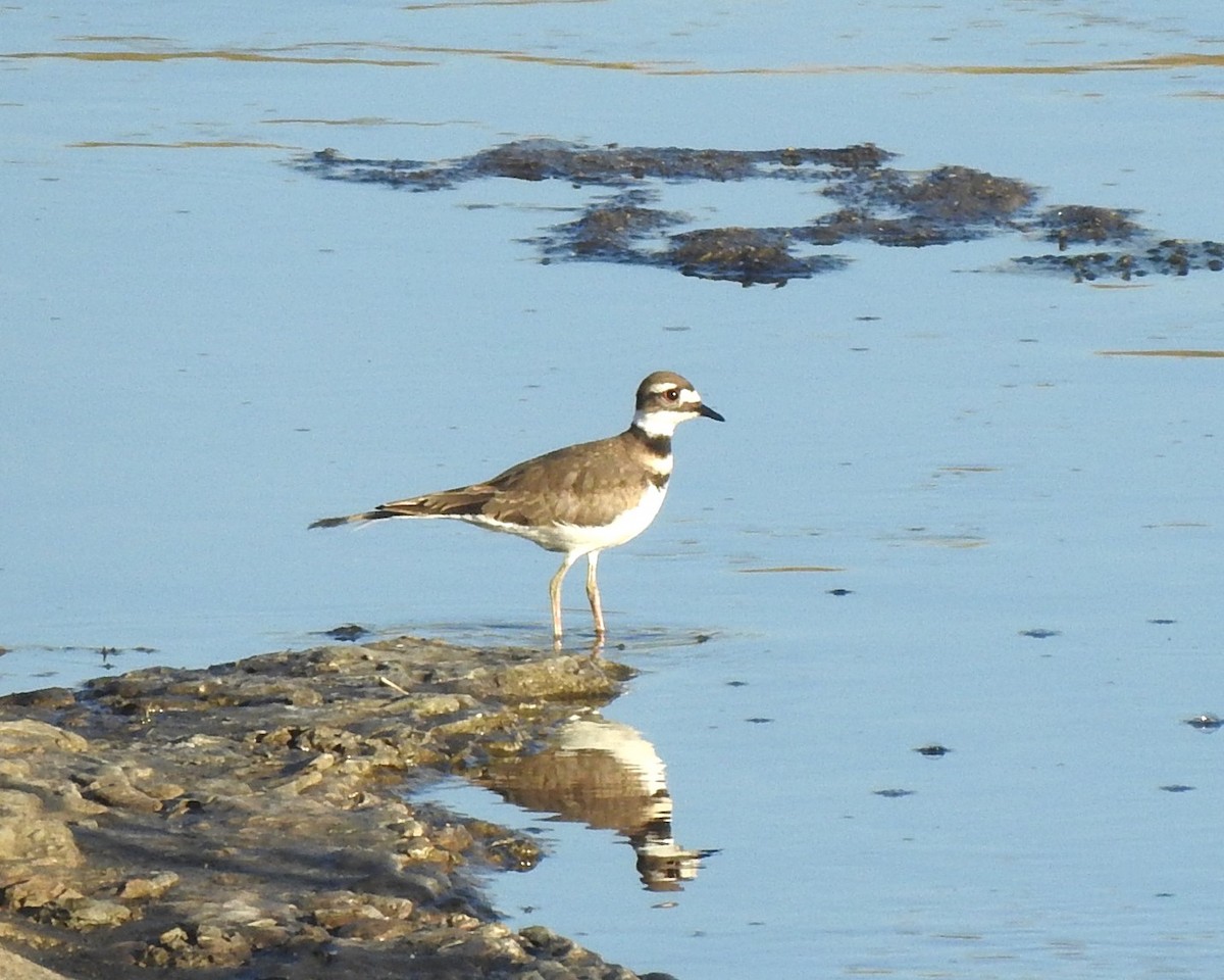 Killdeer - ML621375598