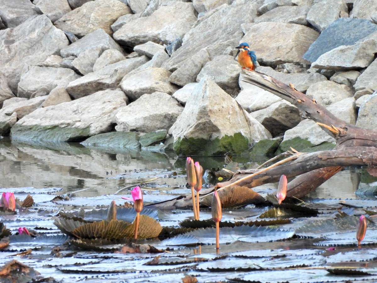 isfugl - ML621375601