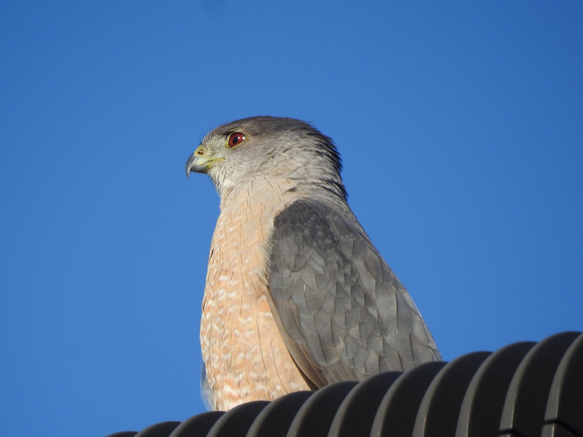 Cooper's Hawk - ML621375607
