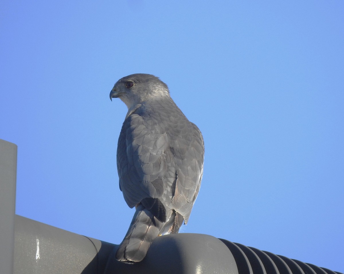 Cooper's Hawk - ML621375612