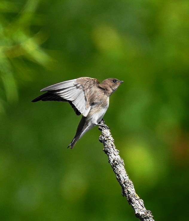 Northern Rough-winged Swallow - ML621375615