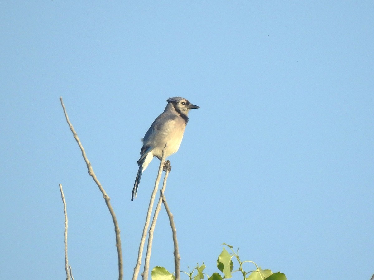 Blue Jay - ML621375616