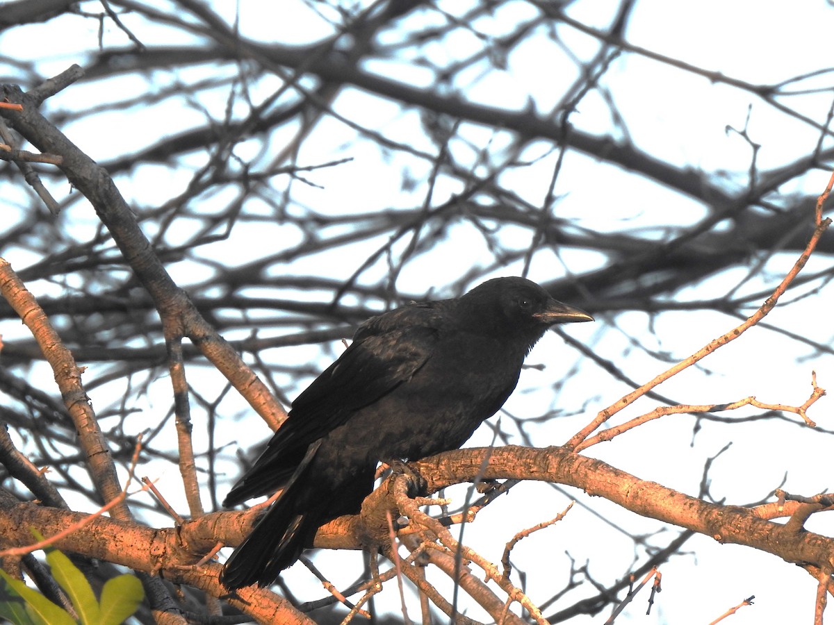American Crow - ML621375619