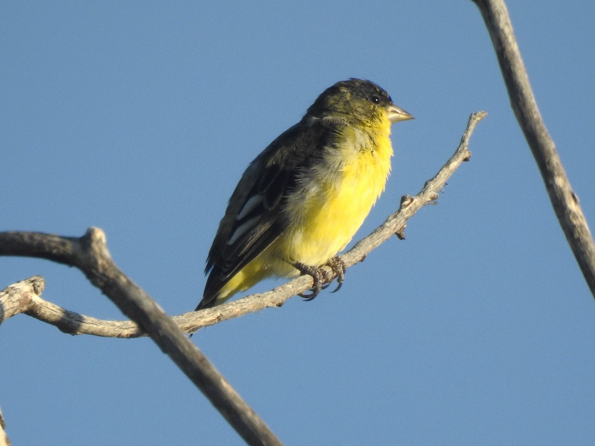 Lesser Goldfinch - ML621375621