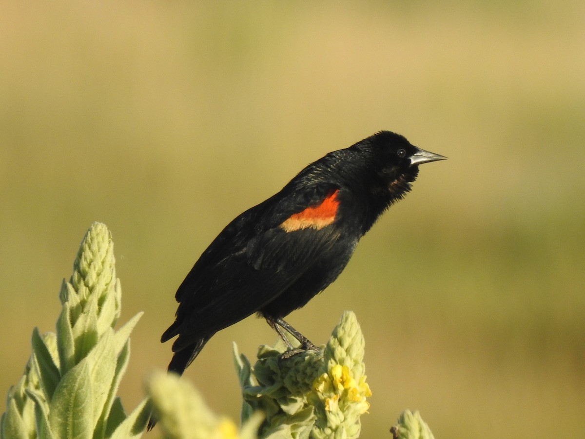 Red-winged Blackbird - ML621375630