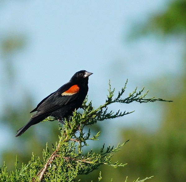 Red-winged Blackbird - ML621375635