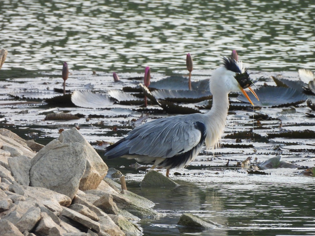 gråhegre - ML621375655