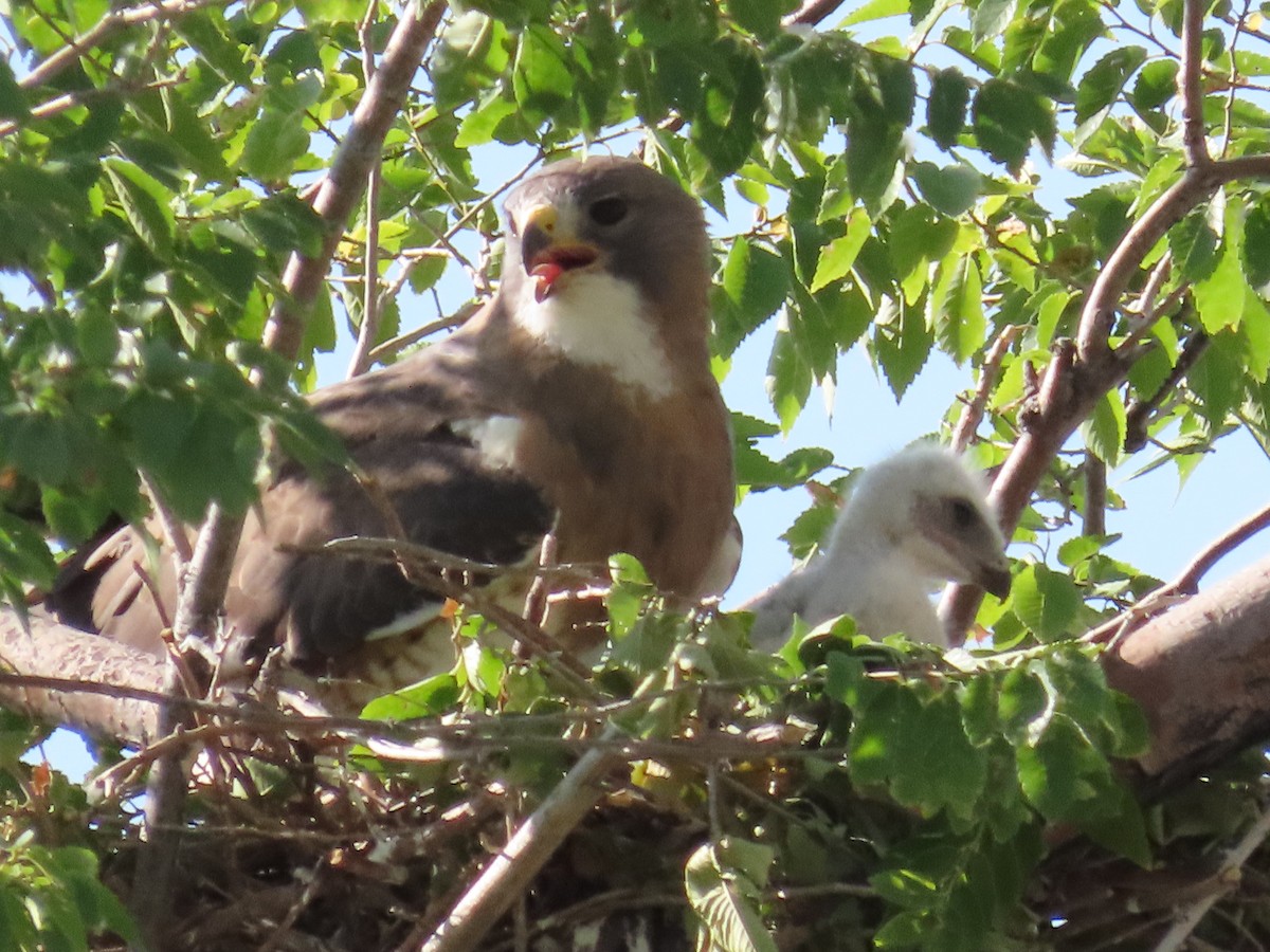 Swainson's Hawk - ML621375696