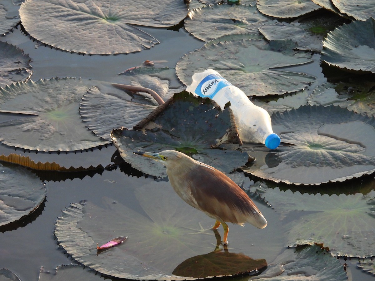 mangrovehegre - ML621375704