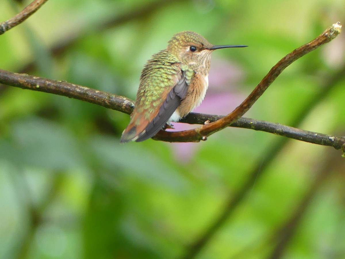 Rufous Hummingbird - ML621375708