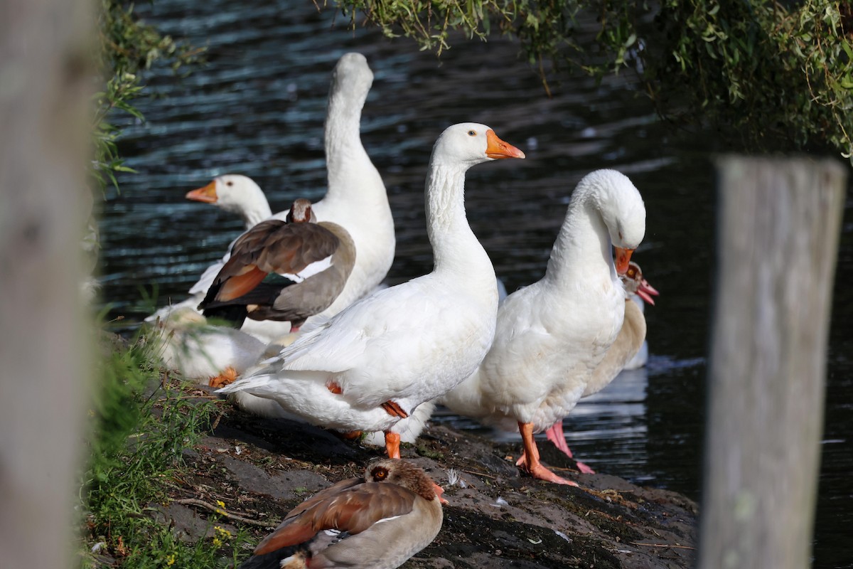 Graylag Goose (Domestic type) - ML621375713