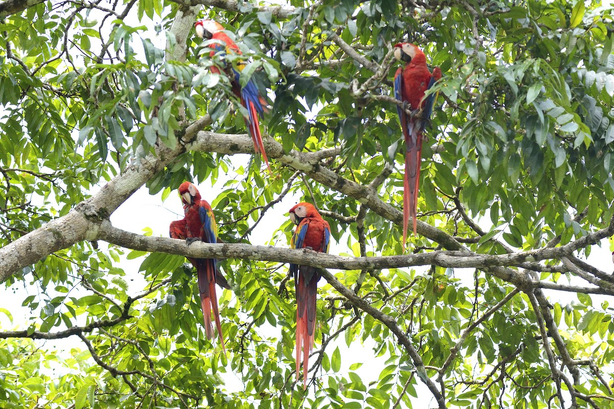 Scarlet Macaw - ML621375735