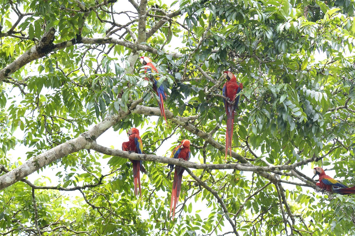Scarlet Macaw - ML621375752