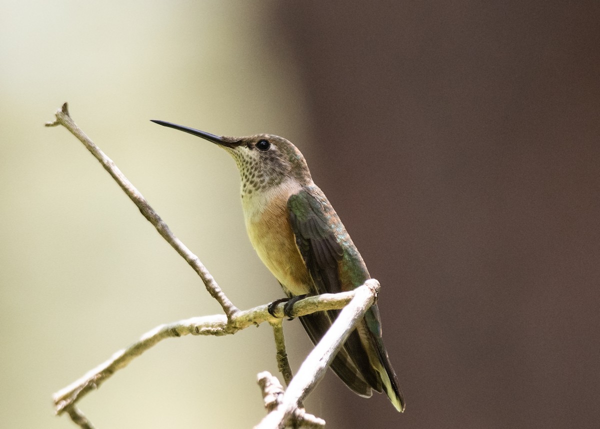 Broad-tailed Hummingbird - ML621375797