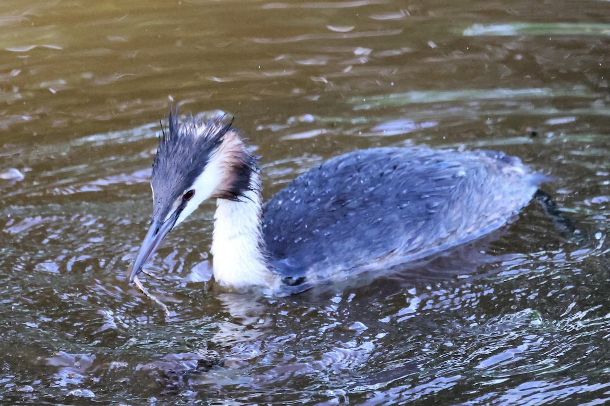 Great Crested Grebe - ML621375815