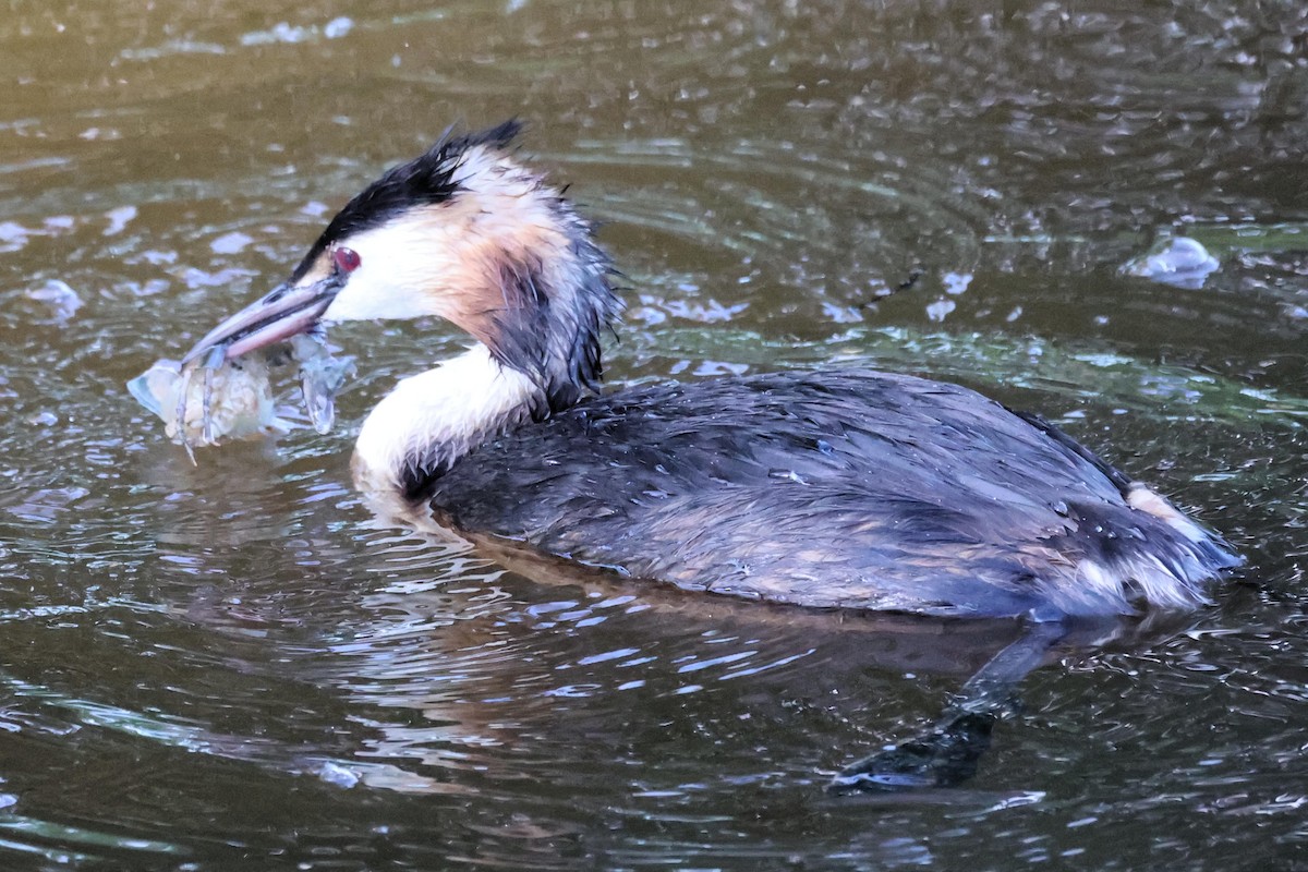Great Crested Grebe - ML621375817