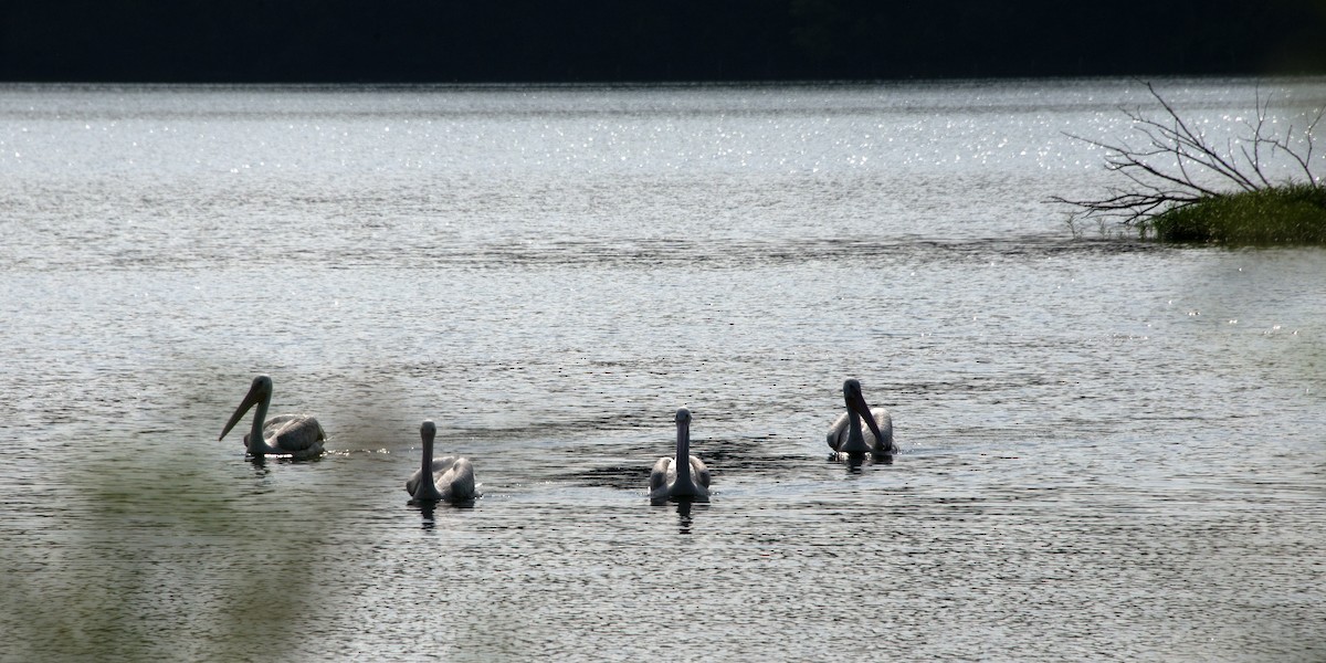 pelikán severoamerický - ML621375830