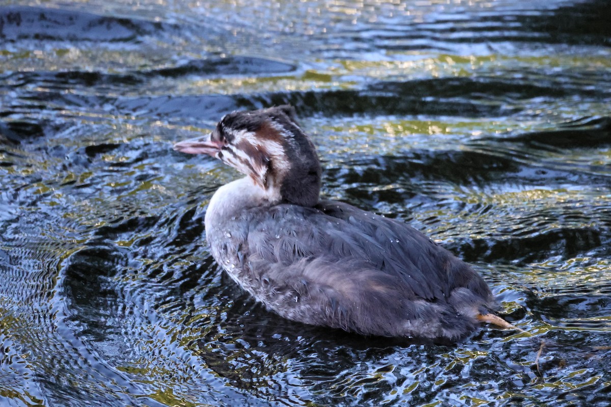 Great Crested Grebe - ML621375834