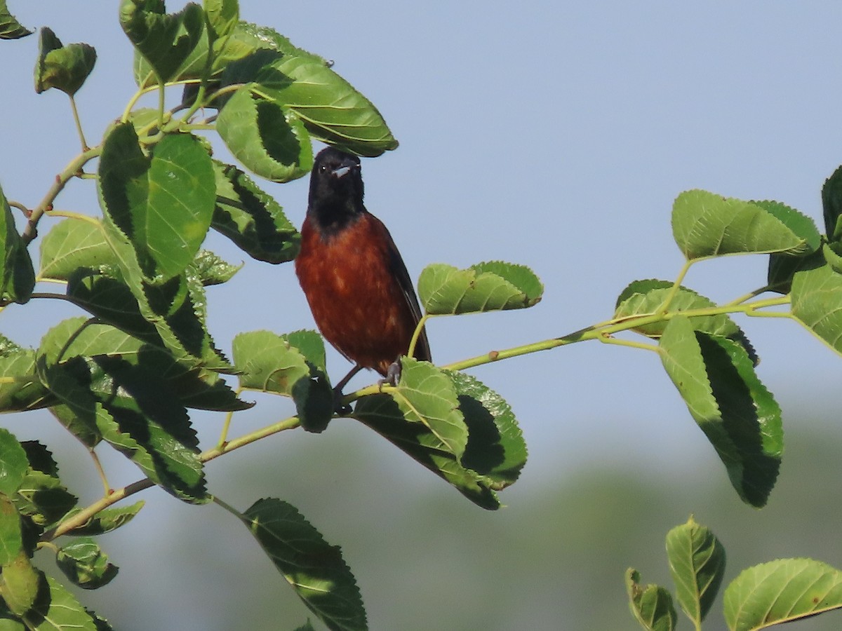 Orchard Oriole - ML621375876