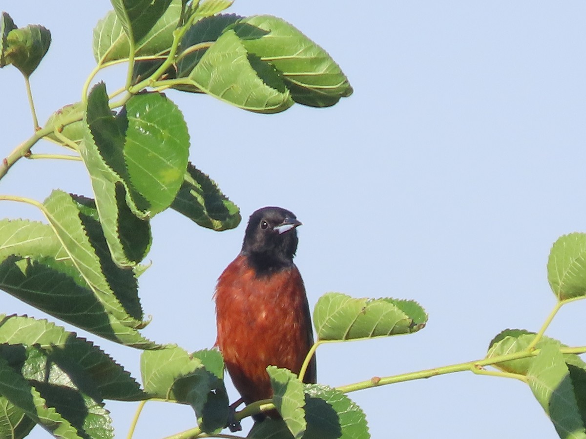 Orchard Oriole - ML621375879