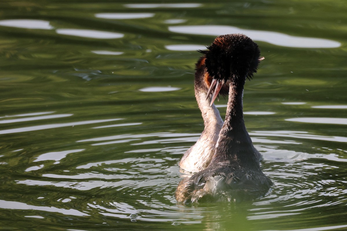 Great Crested Grebe - ML621375888