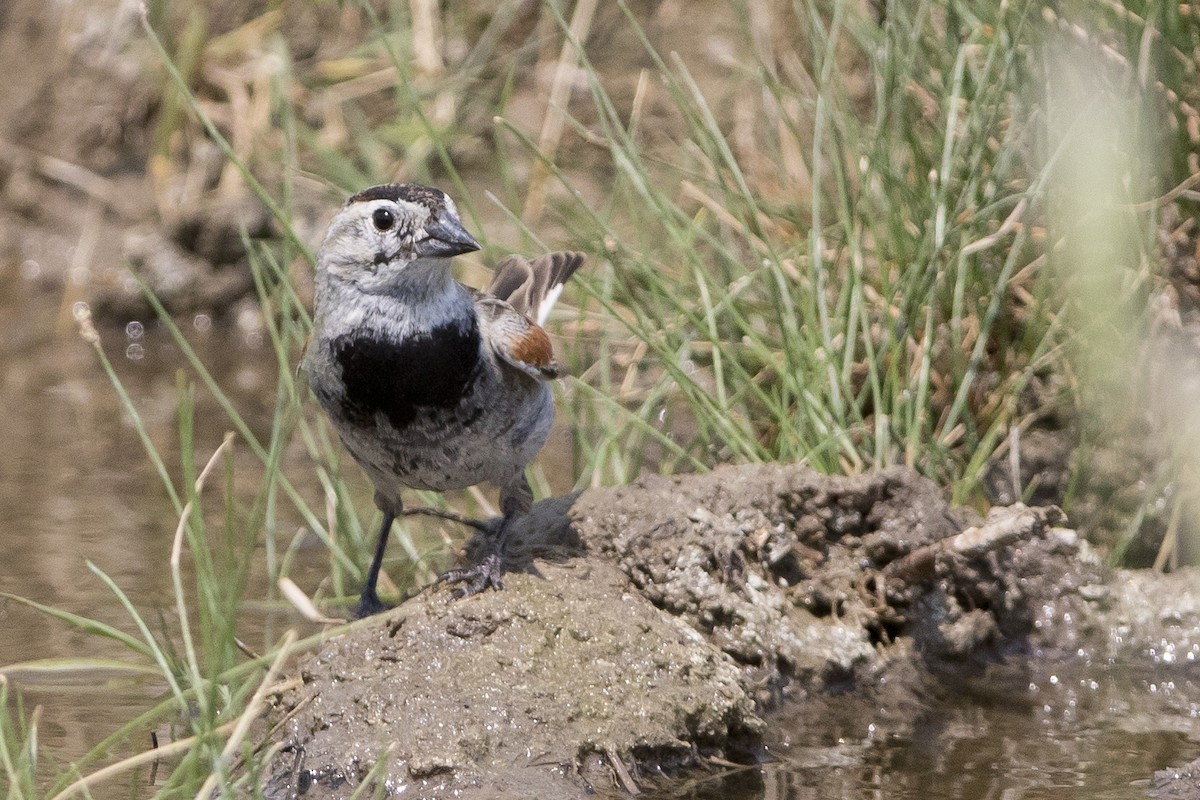 Thick-billed Longspur - ML62137591