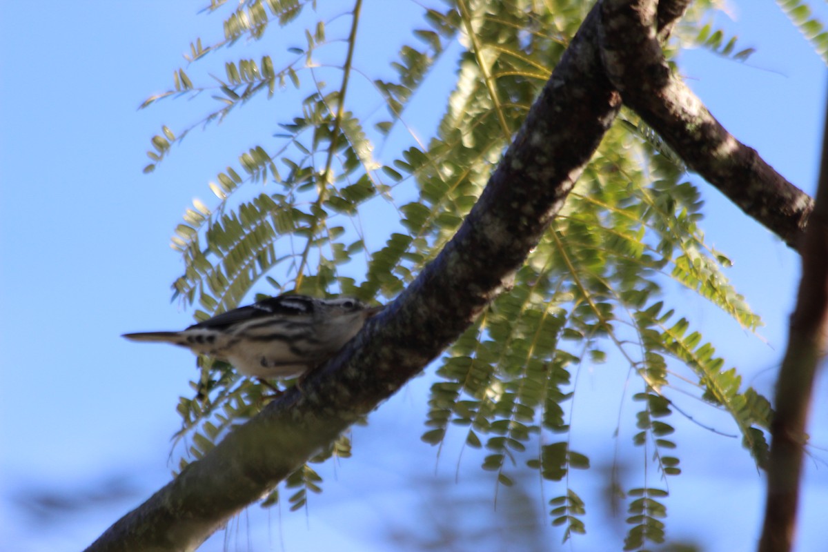 Black-and-white Warbler - ML621375921
