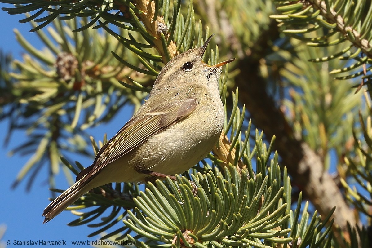 Hume's Warbler - ML621375923