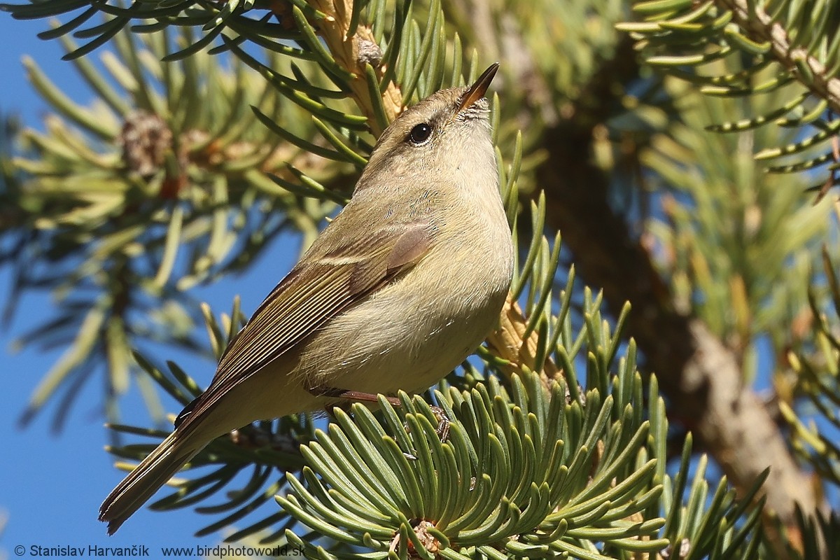 Hume's Warbler - ML621375924