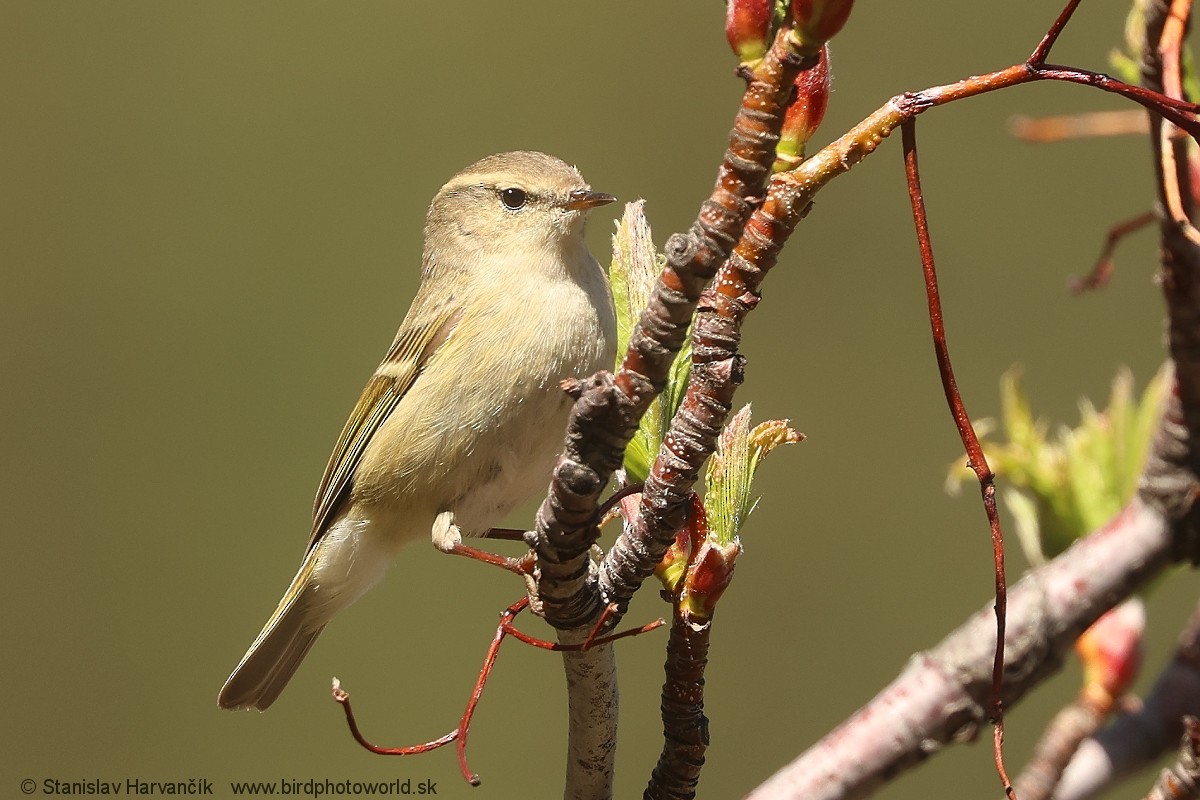 Hume's Warbler - ML621375925