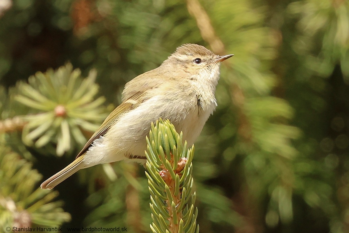 Hume's Warbler - ML621375926