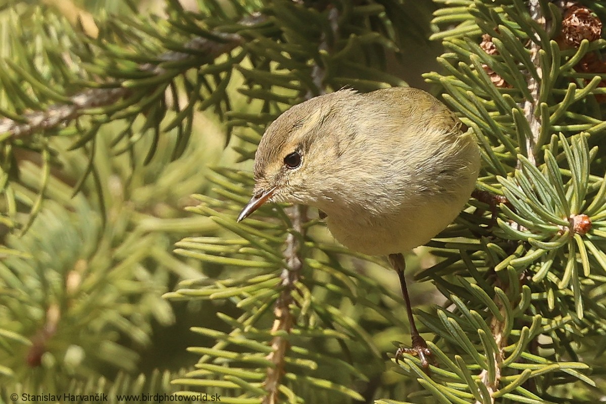 Hume's Warbler - ML621375927