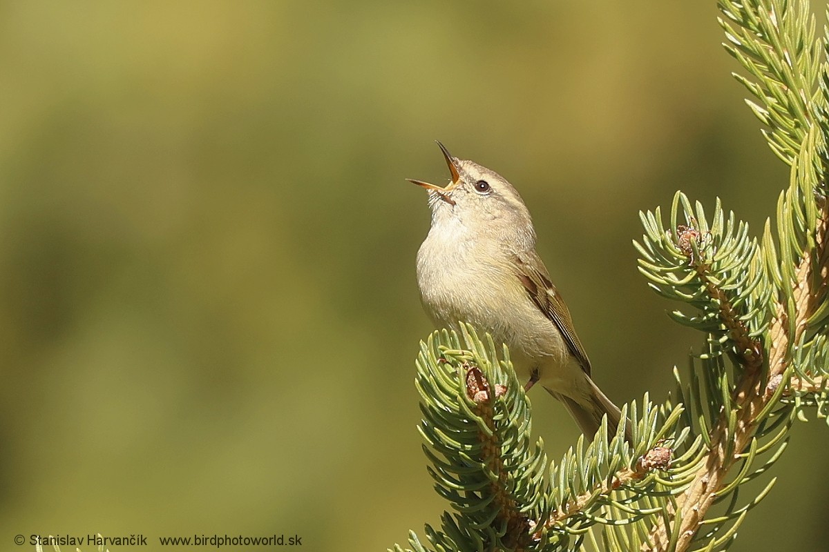 Hume's Warbler - ML621375928